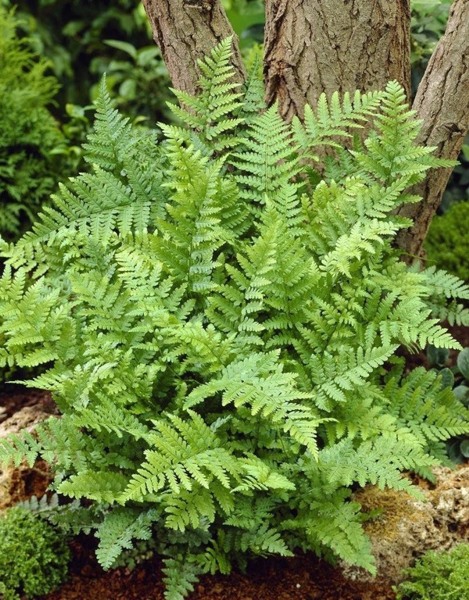 Male Fern