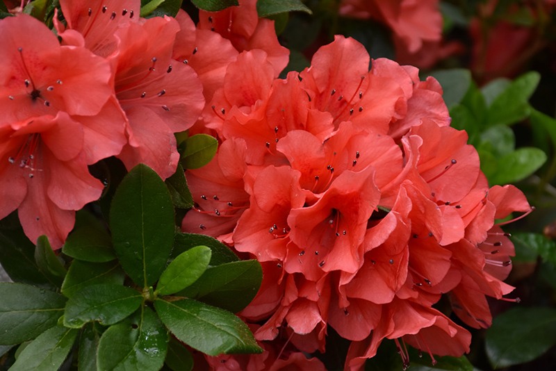 Autumn Sunset Encore Azalea