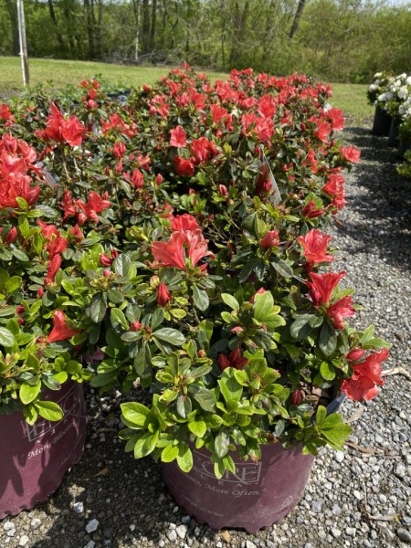 Autumn Sunset Encore Azalea