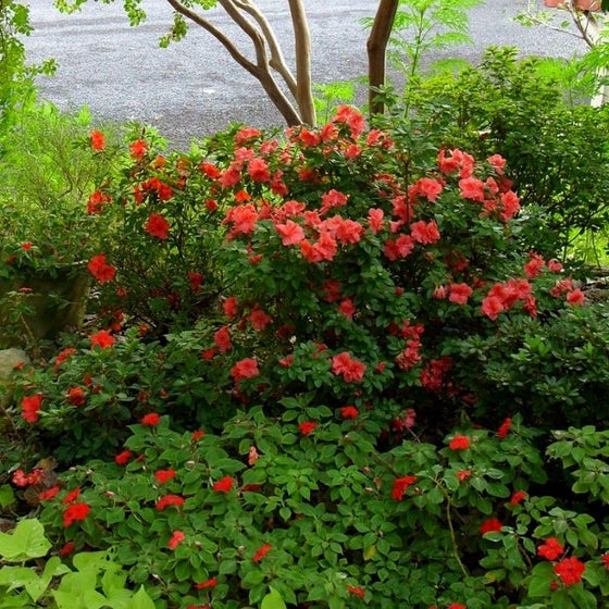 Autumn Sunset Encore Azalea