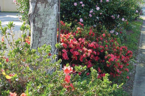 Autumn Sunset Encore Azalea