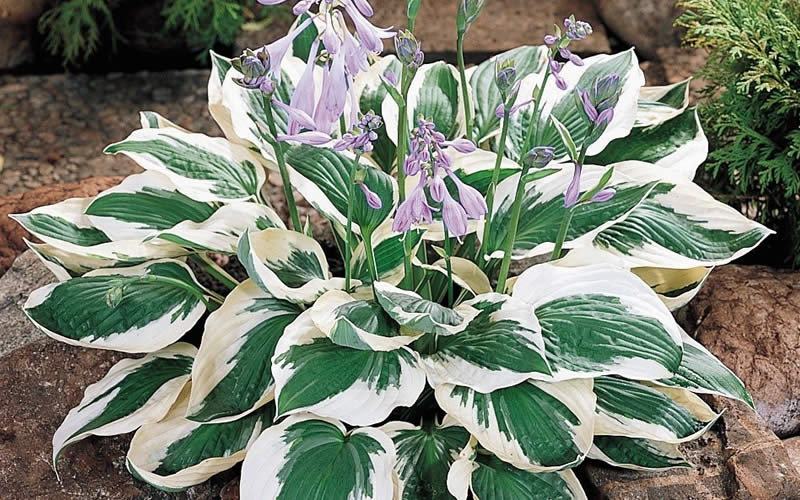 Patriot Hosta Lily
