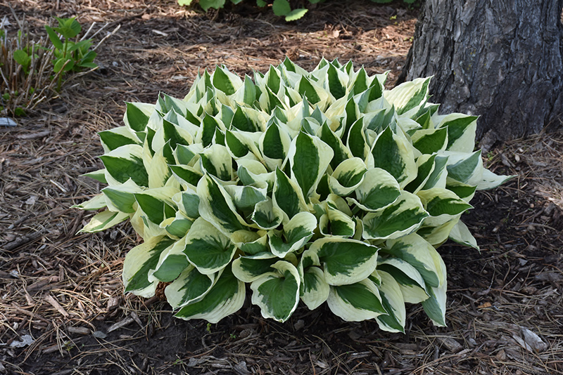 Patriot Hosta Lily