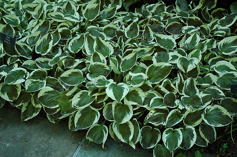 Patriot Hosta Lily