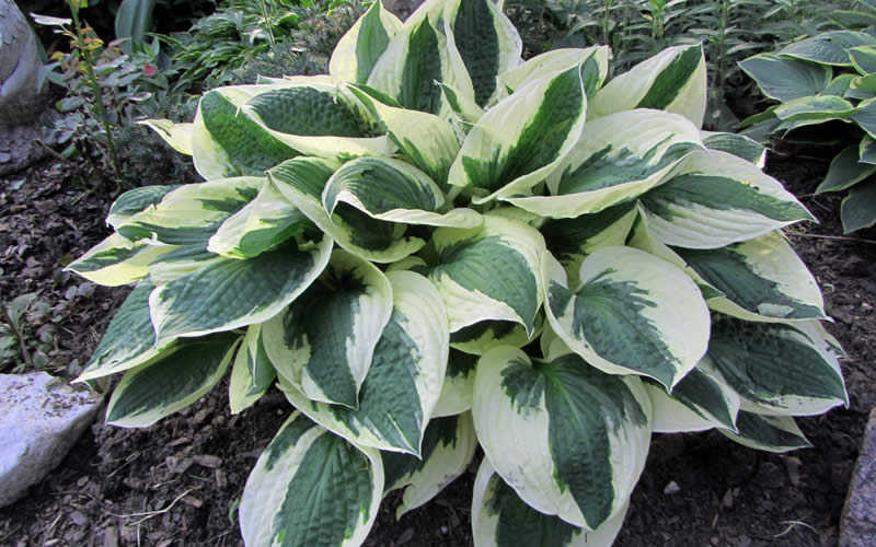 Patriot Hosta Lily