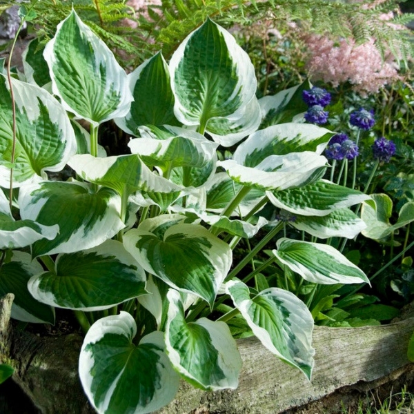 Patriot Hosta Lily
