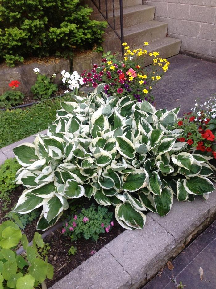 Patriot Hosta Lily