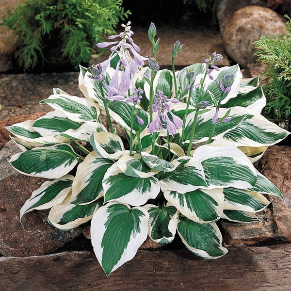 Patriot Hosta Lily