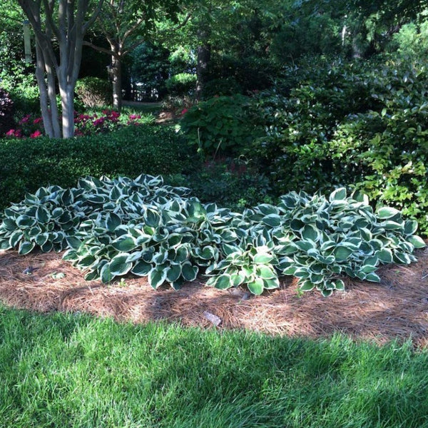 Patriot Hosta Lily