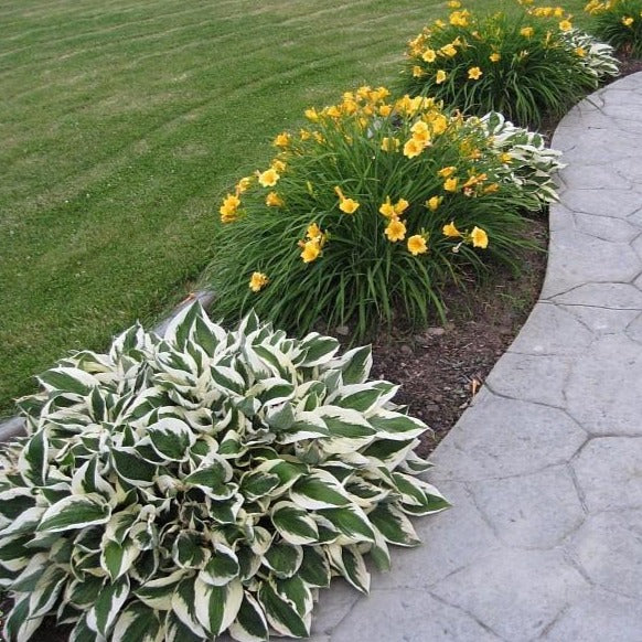 Patriot Hosta Lily