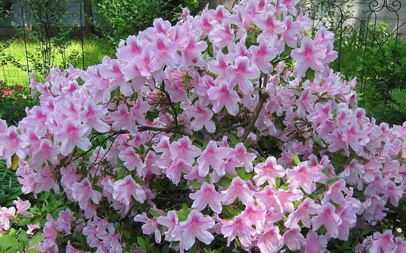 George L. Taber Southern Indica Azalea