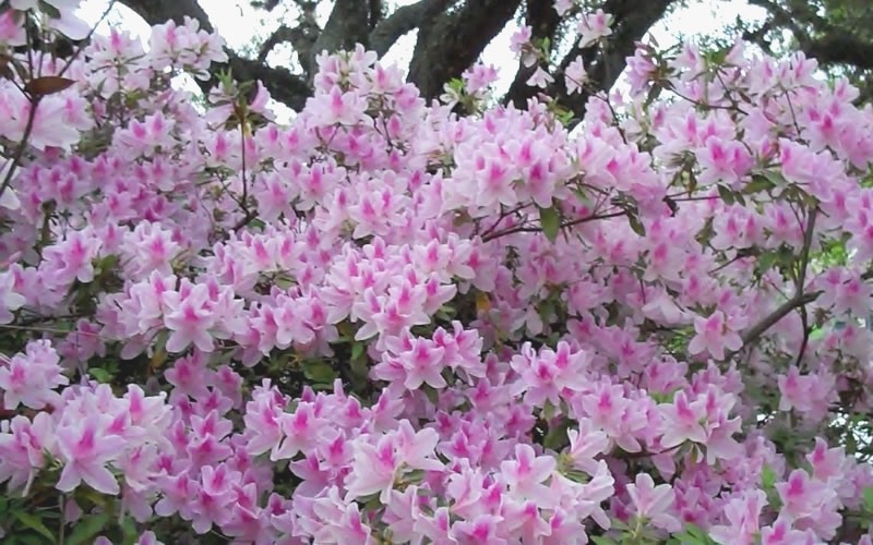George L. Taber Southern Indica Azalea