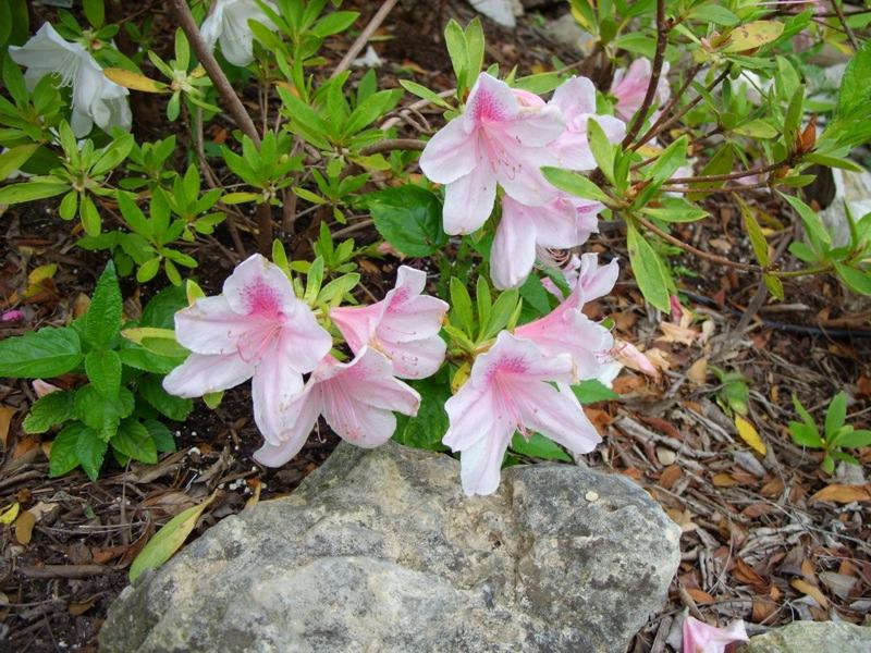 George L. Taber Southern Indica Azalea