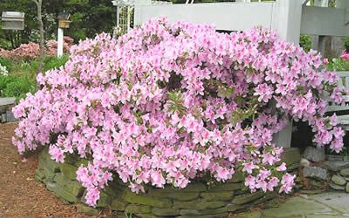 George L. Taber Southern Indica Azalea
