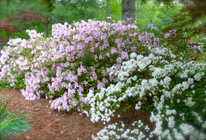 George L. Taber Southern Indica Azalea