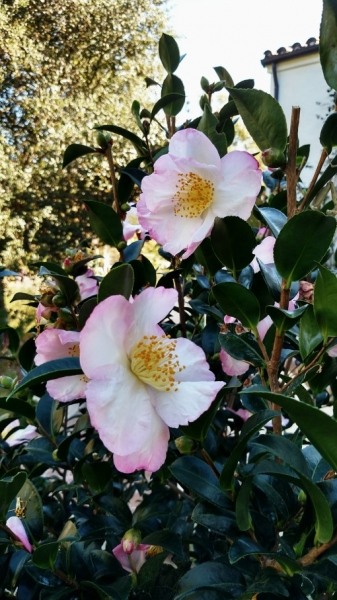Apple Blossom Camellia Sasanqua