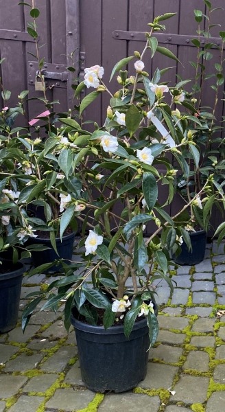 Apple Blossom Camellia Sasanqua