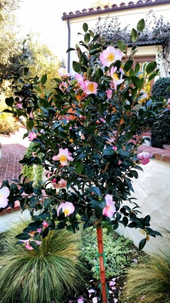 Apple Blossom Camellia Sasanqua