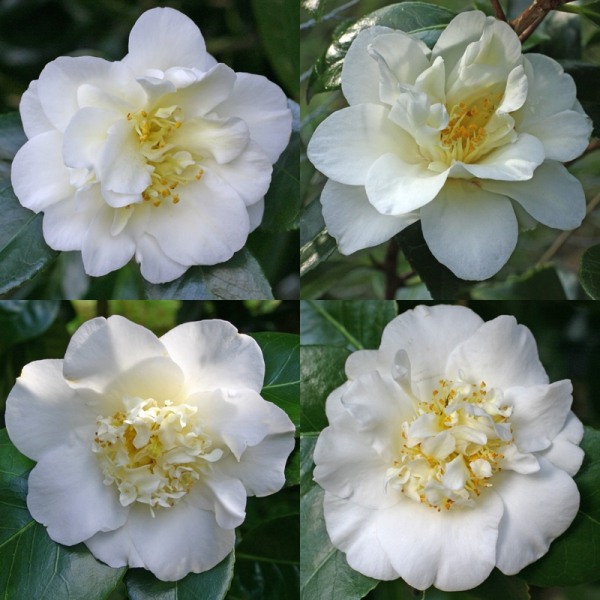 White Empress Camellia Japonica