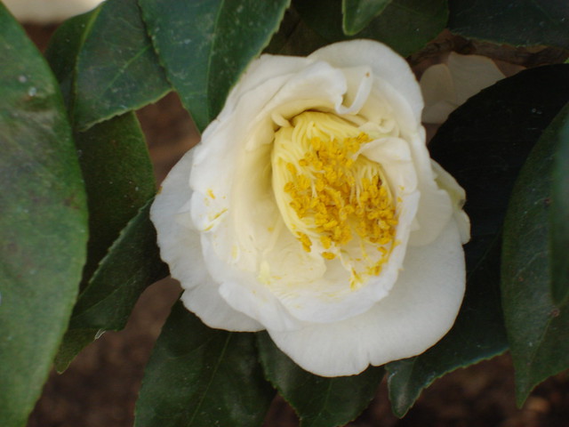 White Empress Camellia Japonica