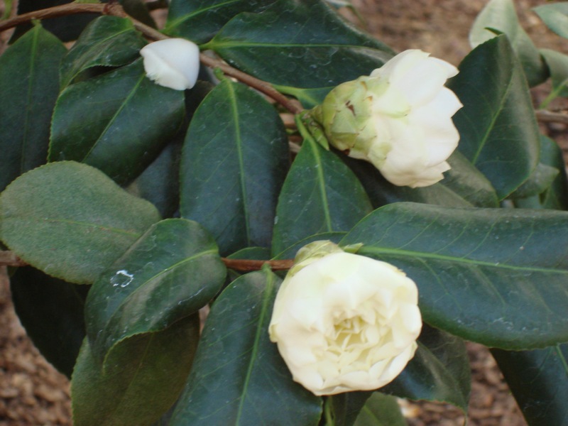 White Empress Camellia Japonica