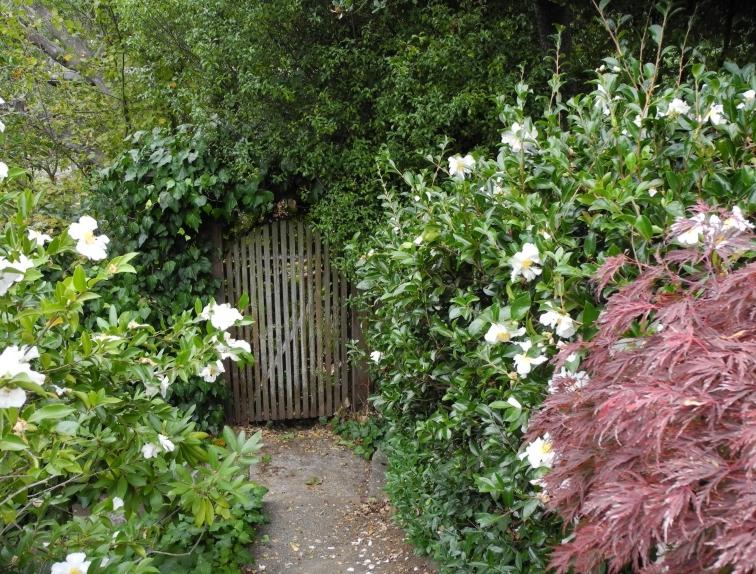 White Empress Camellia Japonica