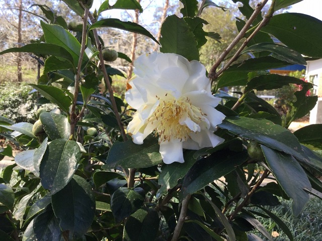 White Empress Camellia Japonica