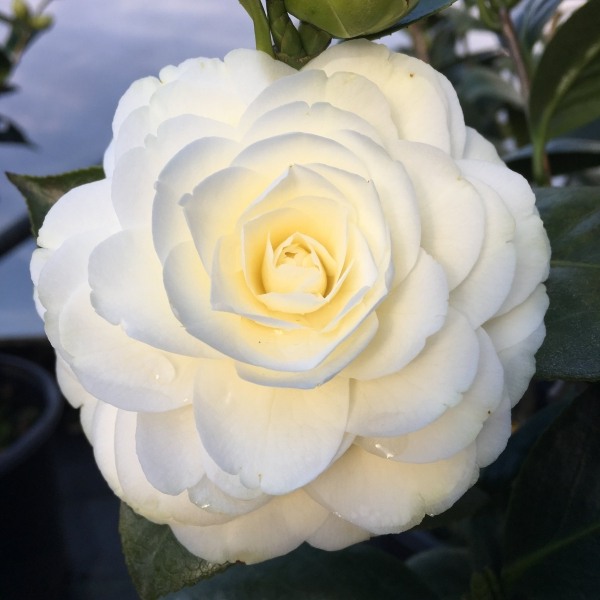 Lemon Glow Camellia Japonica