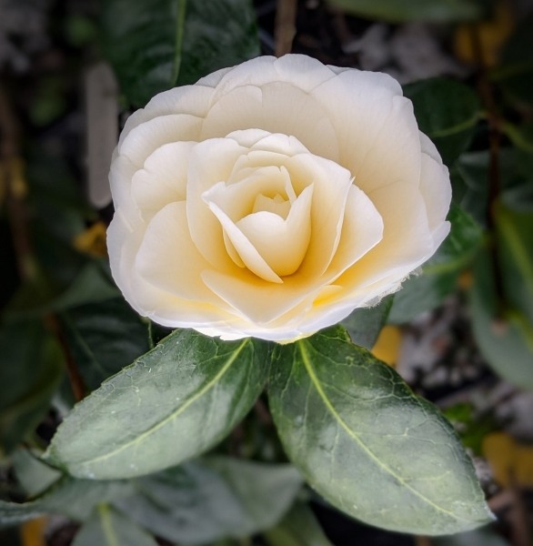 Lemon Glow Camellia Japonica