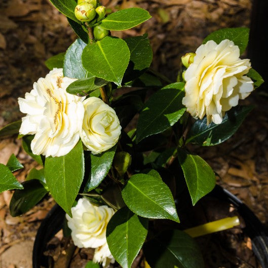 Lemon Glow Camellia Japonica