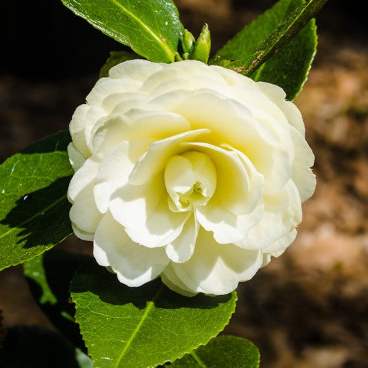 Lemon Glow Camellia Japonica