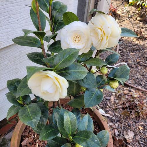 Lemon Glow Camellia Japonica