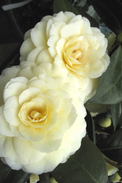 Lemon Glow Camellia Japonica