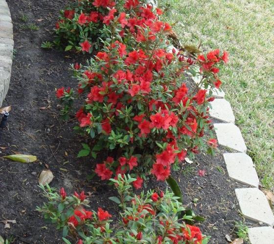 Autumn Embers Encore Azalea