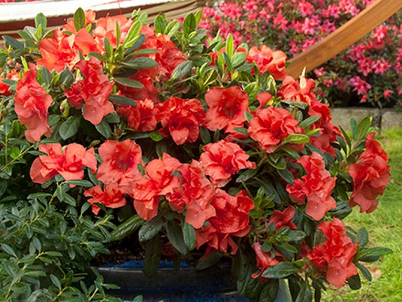 Autumn Embers Encore Azalea