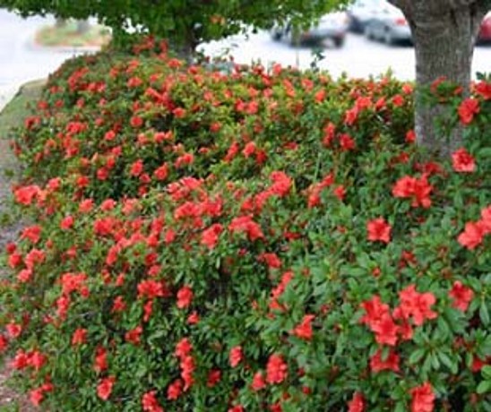 Autumn Embers Encore Azalea