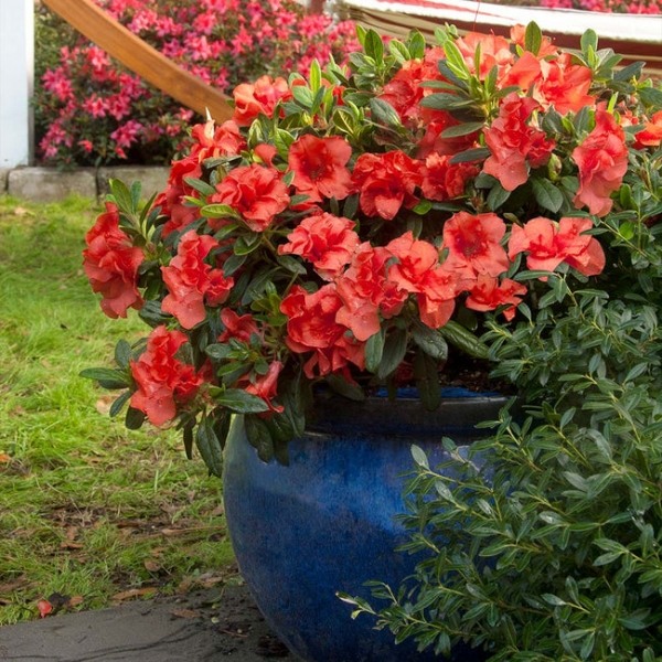 Autumn Embers Encore Azalea