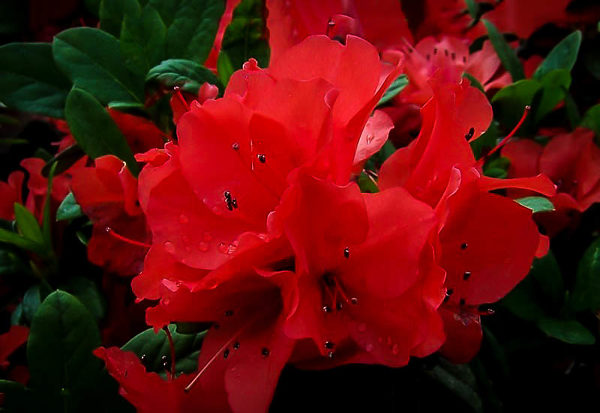Autumn Embers Encore Azalea
