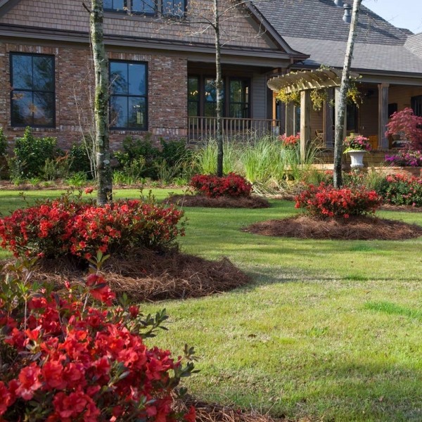 Autumn Embers Encore Azalea
