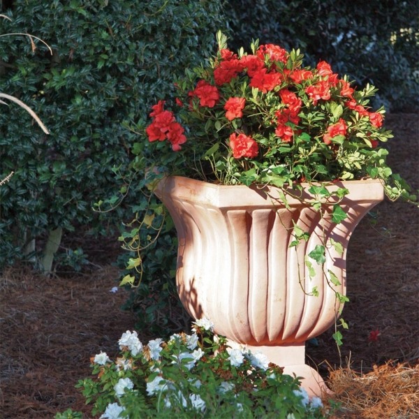 Autumn Embers Encore Azalea