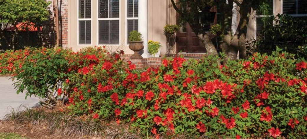 Autumn Embers Encore Azalea