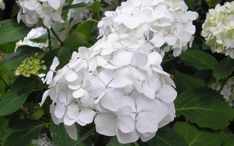 Sister Theresa Hydrangea