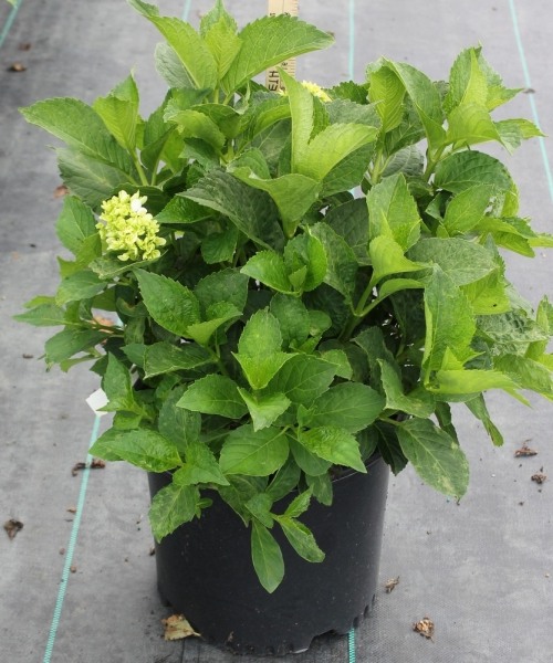 Sister Theresa Hydrangea