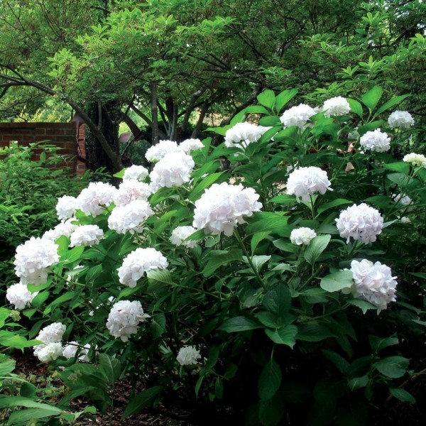 Sister Theresa Hydrangea