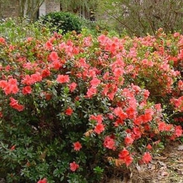 Autumn Coral Encore Azalea