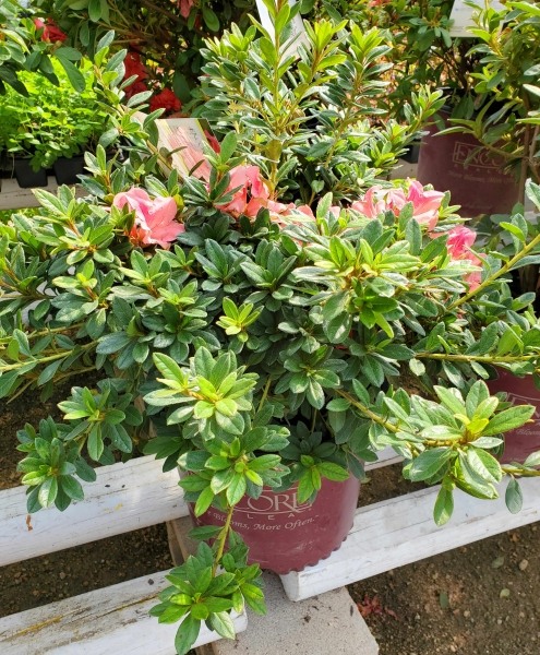 Autumn Coral Encore Azalea