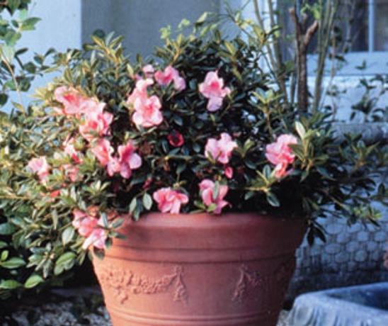 Autumn Coral Encore Azalea