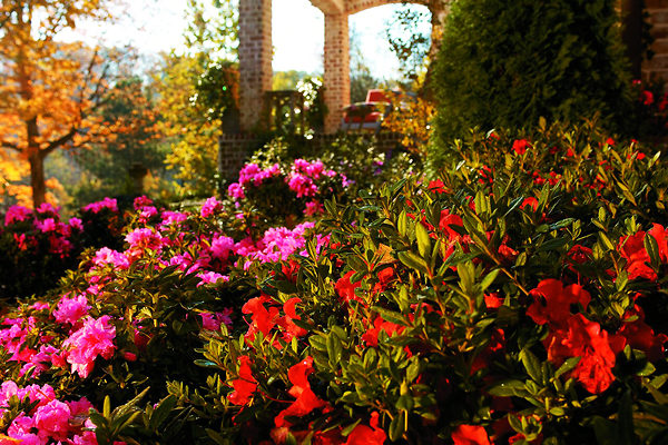 Autumn Empress Encore Azalea
