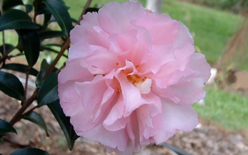 Cotton Candy Camellia Sasanqua