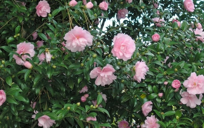 Cotton Candy Camellia Sasanqua
